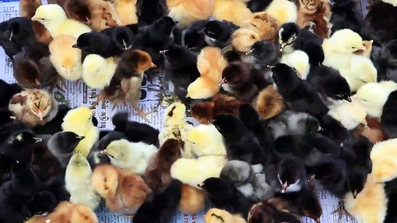 Cute Baby Animals Video Compilation | Funny Animals Will Make You Laugh | Cute Baby And Animals