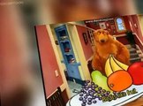 Bear in the Big Blue House Bear in the Big Blue House E020 Mouse Party