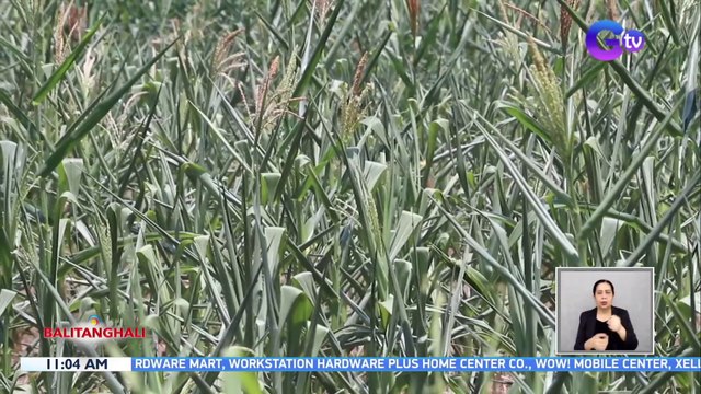 Mga tanim na mais sa Norala, South Cotabato, natutuyot dahil sa mainit na panahon | BT