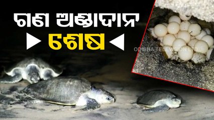 Buffer nesting of Olive Ridleys concludes in Odisha’s coastal region