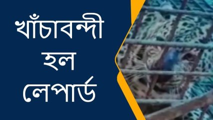 আটিয়াবাড়ি চা বাগান থেকে খাঁচাবন্দী হল লেপার্ড, উদ্ধার করে নিয়ে গেল বনদপ্তর