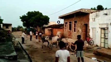 Video लम्पी से मृत गोवंश पर मिलेगा मुआवजा, 259 पशुपालक होंगे लाभान्वित