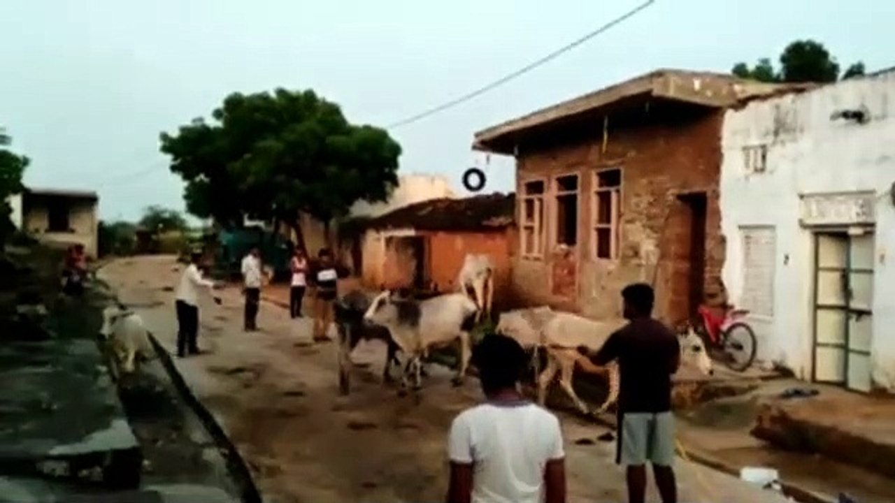 Video लम्पी से मृत गोवंश पर मिलेगा मुआवजा, 259 पशुपालक होंगे लाभान्वित