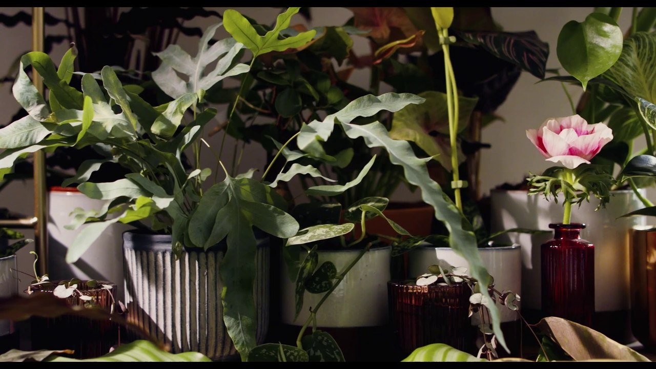 La Voix Des Fleurs