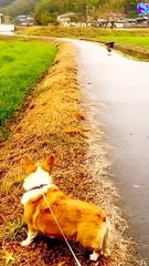 the cat is running to kill the dog.