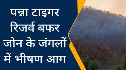 पन्ना : आग ही आग के लपेटे में टाइगर रिजर्व , धू धू जलती दिखी वन संपदा
