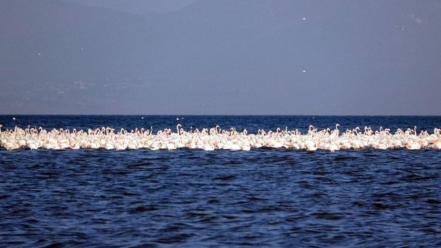 Flamingoların ilk kafilesi Van Gölü'ne geldi