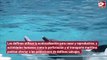 Los delfines se 'gritan' unos a otros ante el aumento de la contaminación acústica