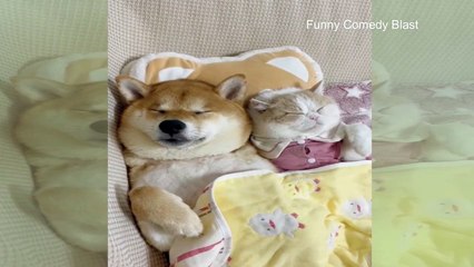 Funny Animals Cats And Dogs 2023 - Funniest Animals Video