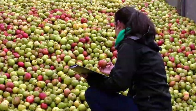 Video Corporativo DOP Sidra de Asturias
