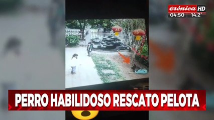 Increíble habilidad de un perro se hace viral