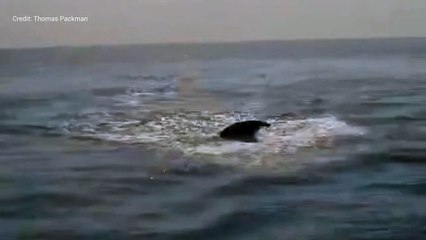 Huge whale filmed off the coast of Kent