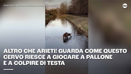 Guarda come questo cervo riesce a giocare a pallone e a colpire di testa