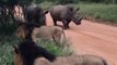 Dominant Male Lions bolt out of the scene after being approached by Female Rhinos