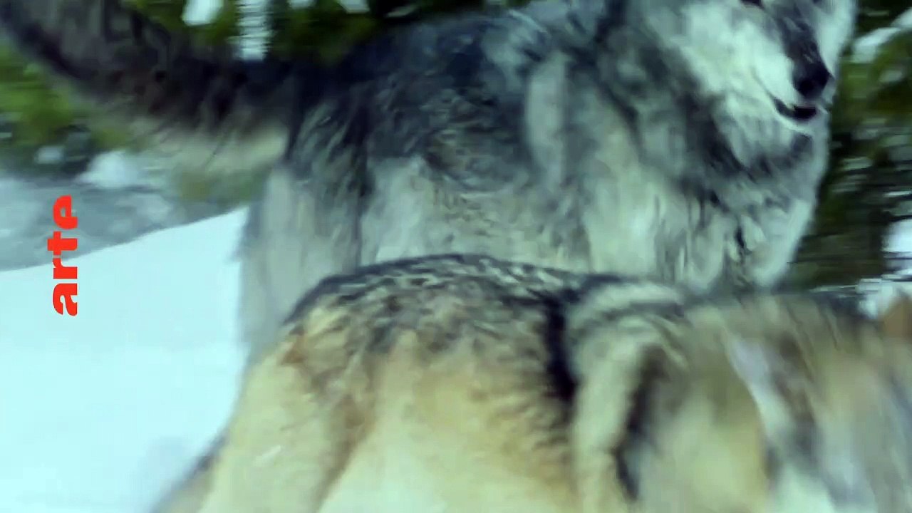 Les loups, sauveurs du parc de Yellowstone - 22 avril