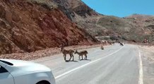 Tunceli'de yaban keçileri kara yolunda görüntülendi