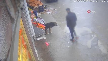 Başıboş köpek vatandaşlara böyle saldırdı