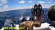 Chasing The Worlds BEST Eating Fish! __INTENSE Spearfishing__