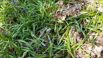 Clapham Wood bluebells April 17 2023