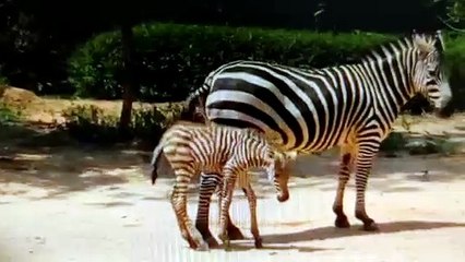 बीबीपी में बढ़ा जेब्रा का कुनबा