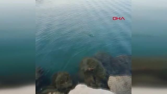 Amatör balıkçı oltayla 27 kiloluk liça balığı yakaladı