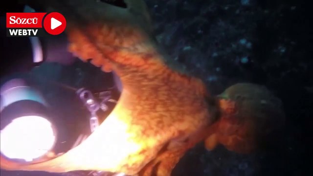 Dev ahtapot dalgıçlara korku dolu anlar yaşattı