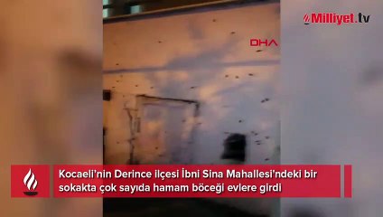 Kocaeli’de hamam böceği istilası! Evlere kadar girdiler