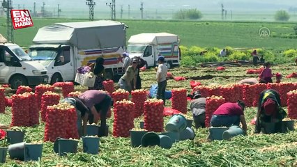Adana ve Hatay'da soğan hasadı devam ediyor