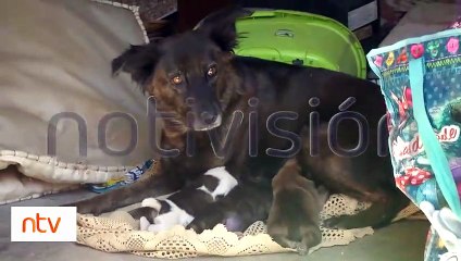 Lo denunciaron por robo y verificaron un caso de maltrato animal