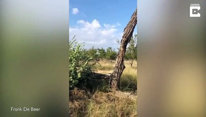 Il réussit à faire reculer un rhinocéros qui charge