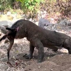 Komodo Dragon have swallowed 1 goat but still finding more prey to eat
