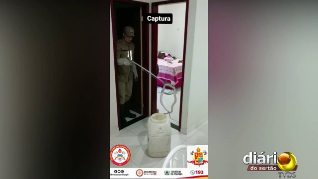 Corpo de Bombeiros captura Cobra Muçurana dentro de residência em Cajazeiras