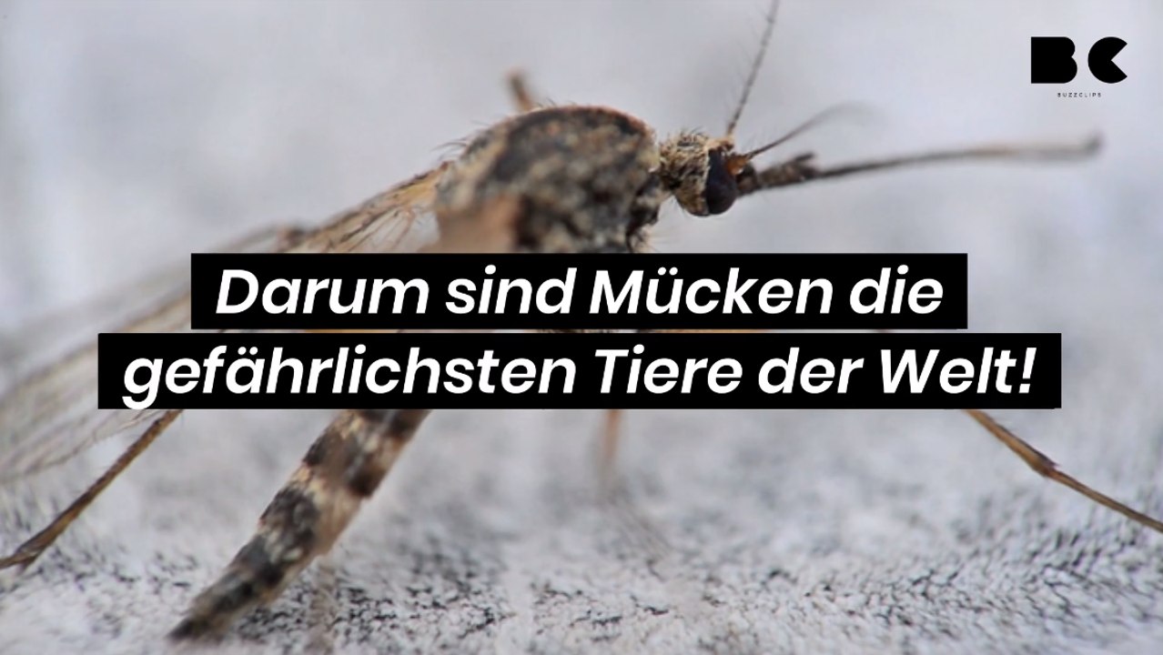 Darum sind Mücken die gefährlichsten Tiere der Welt!