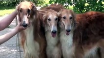 BEST OF BORZOI - THE RUSSIAN WOLFHOUND