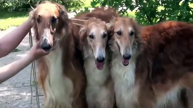 BEST OF BORZOI - THE RUSSIAN WOLFHOUND