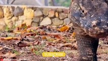 HORRIFIC Moments of Komodo Dragons and other Monitor Lizards Eating their Prey Alive   Pet Spot