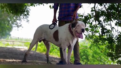 THESE 10 DOGS CAN KILL WOLVES