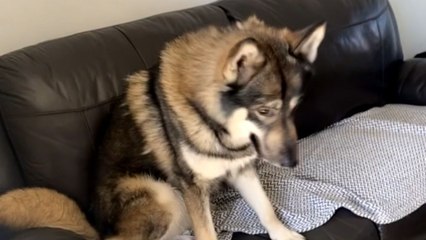 'There's a sausage stuck to his belly!' - innocent boy has a hilarious reaction to seeing dog's hotdog