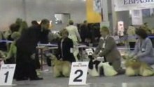 Dog Show EURASIA-2 24.02.2008 Moscow part 13