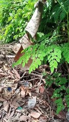 Detik-detik kucing melihat sesuatu ‼️ begitu menegangkan