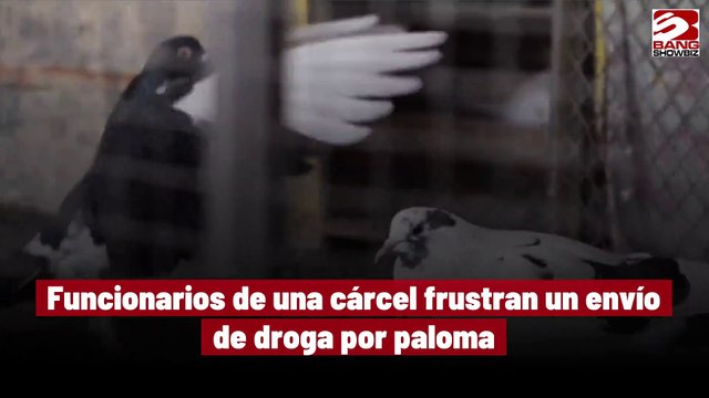 Funcionarios de una cárcel frustran un envío de droga por paloma