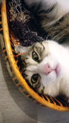 This Egg Seems a Little to Big for the Basket