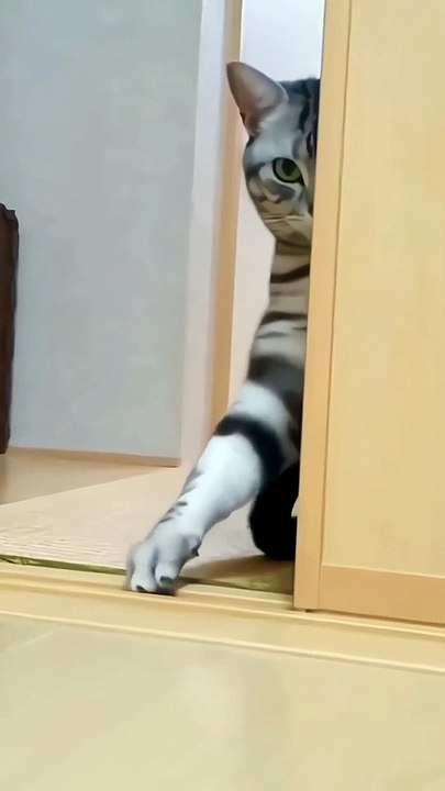 Very naughty cat