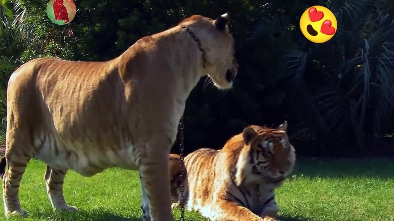 Liger is bigger than Tiger awesome - video Dailymotion
