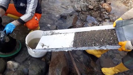 Today, the Yellows did not leave us alone.