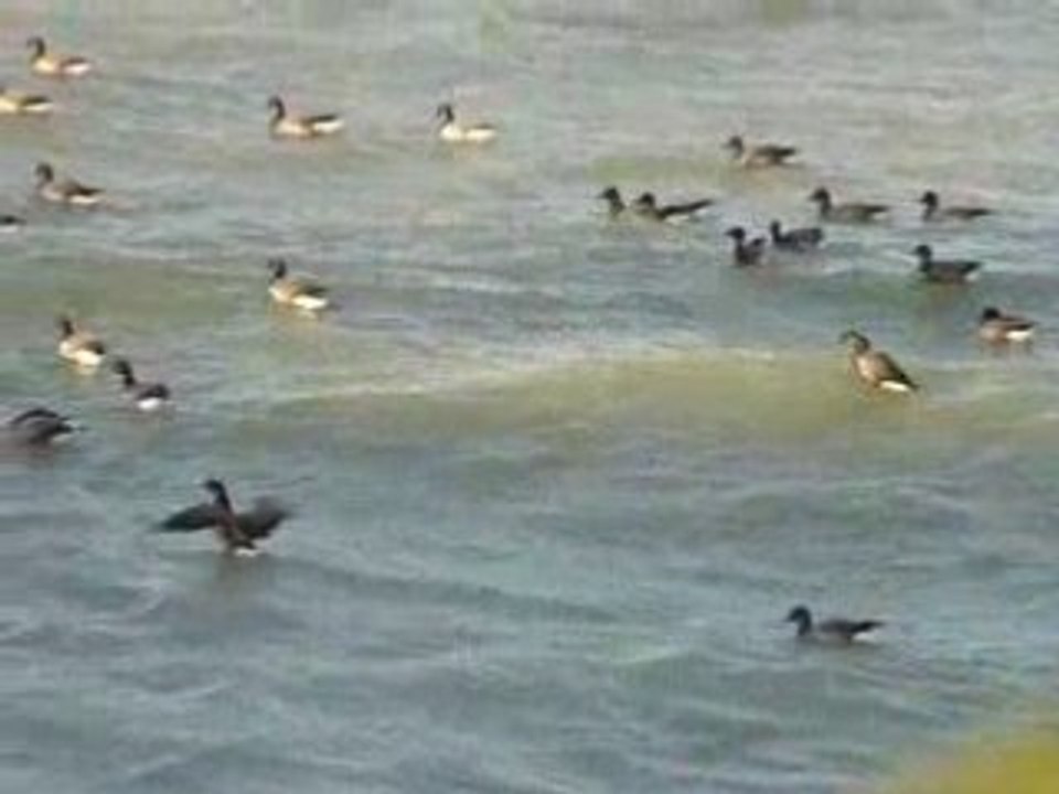 Oleron bernaches cravants dans vagues 210308