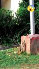 OMG , two snakes found fighting near home