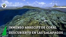 Así es el inmenso arrecife de coral descubierto en las Islas Galápagos