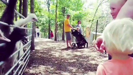 Baby and Bird Funny Fails - Funny Baby Video (2)