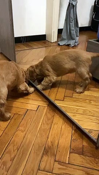 #puppy #tb #dog #tbtiktok #cockerspaniel #cocker #foryo... more